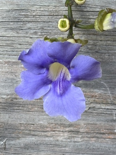 Foto de Tumbérgia-azul