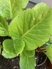 Bergenia crassifolia