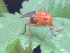 Dryomyzidae