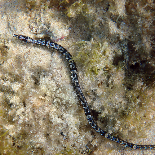 Booth's pipefish (Halicampus boothae) — Syngnathidae