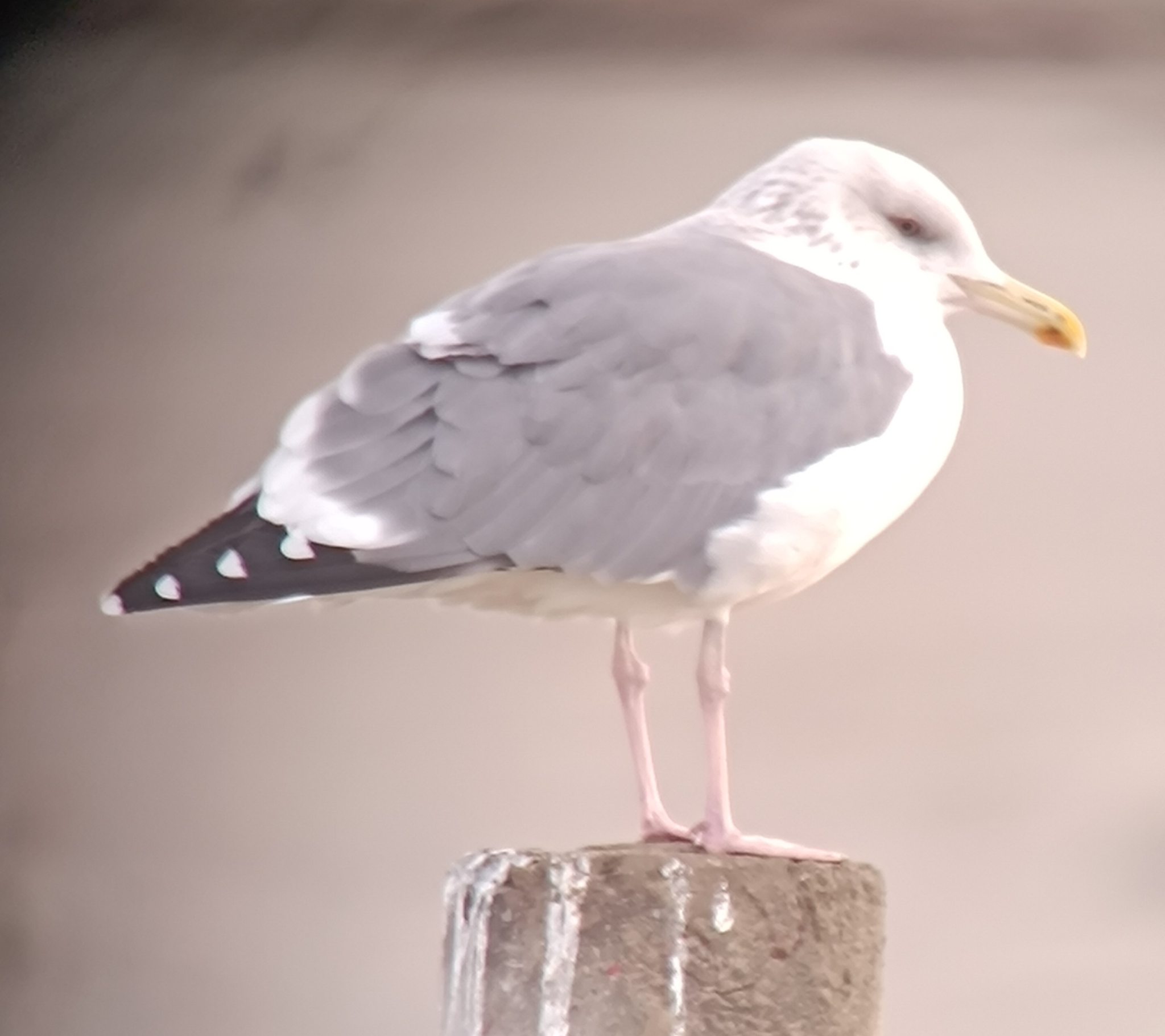 Vega Gull