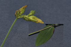 Hypericum montanum