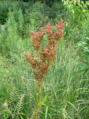 Filipendula