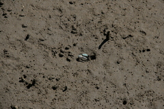 Tubuca coarctata