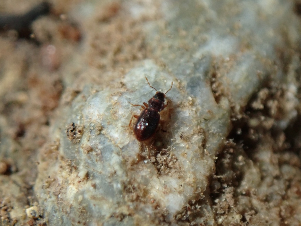 Hydraena yoshitomii