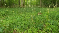 Hordelymus europaeus