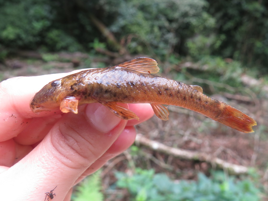 Kronichthys heylandi