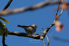 Crithagra gularis mendosa