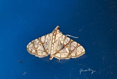 Glyphodes caesalis