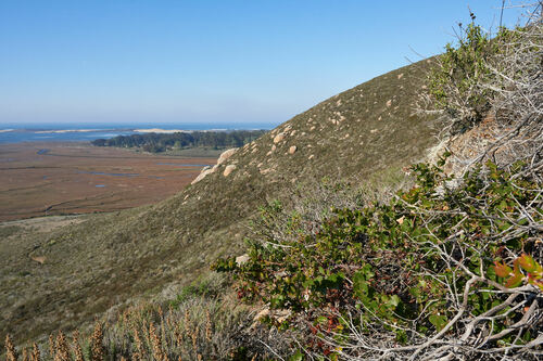 Oso manzanita (Arctostaphylos osoensis)