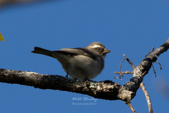 Crithagra gularis mendosa