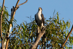 Accipiter melanoleucus
