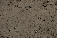 Tubuca coarctata