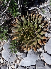 Ariocarpus trigonus