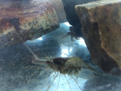 Palaemon macrodactylus