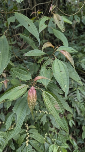 Image of Blastus cochinchinensis by (c) Cheng-Te Hsu, some rights reserved (CC BY)