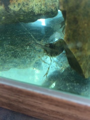 Palaemon macrodactylus