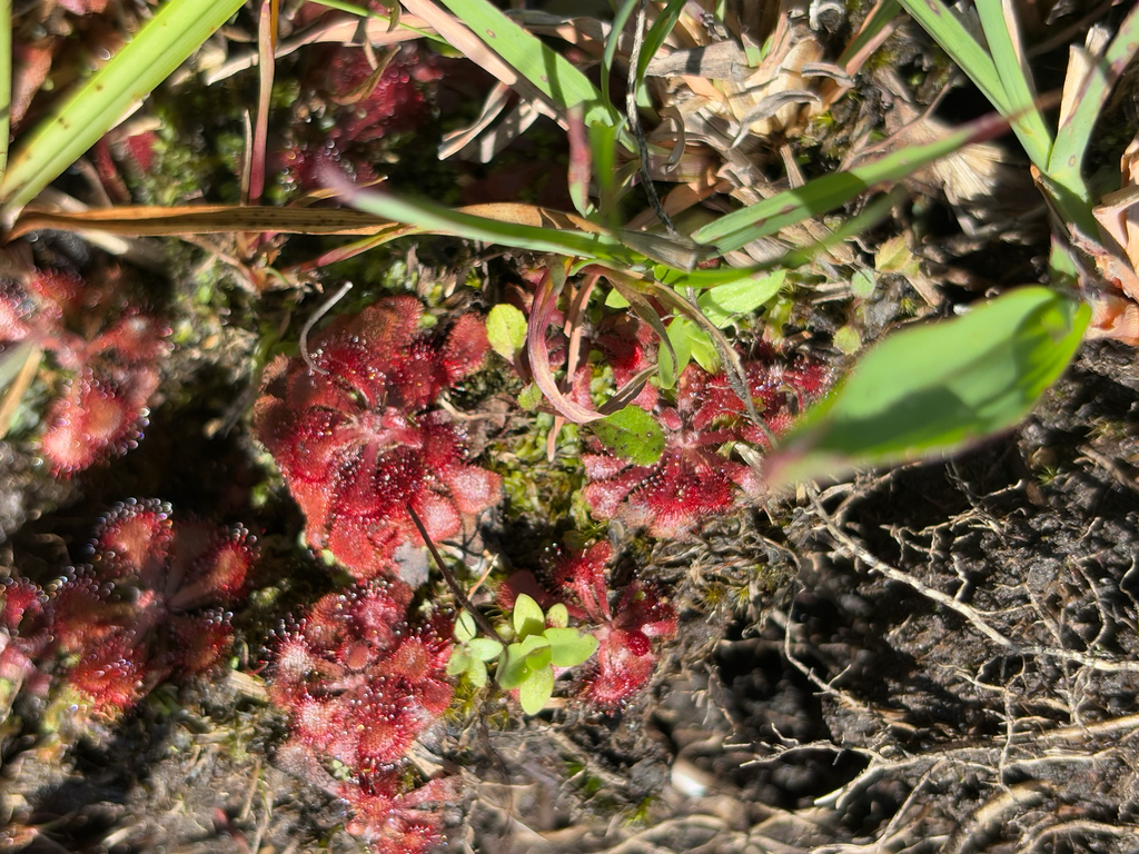 Foto de Drosera natalensis é conhecida popularmente como "droséra"