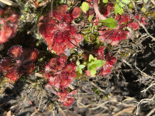 Foto de Drosera natalensis é conhecida popularmente como "droséra"