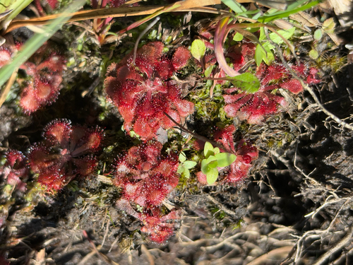 Foto de Drosera natalensis é conhecida popularmente como "droséra"