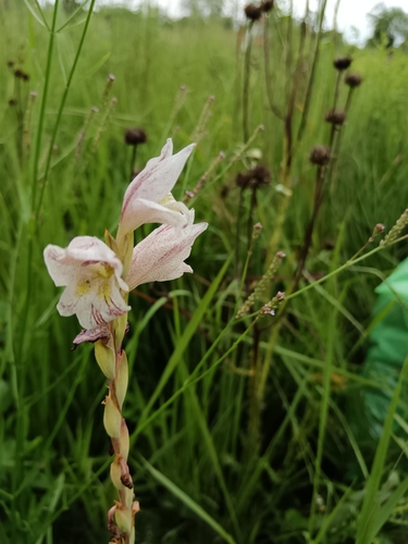Image of Gladiolus elliotii by (c) Hildegard Klein, some rights reserved (CC BY)