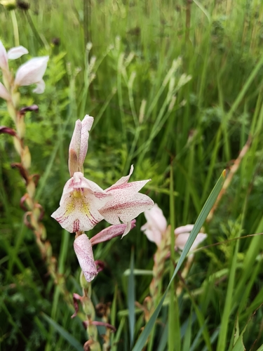 Gladiolus elliotii, photograph 3