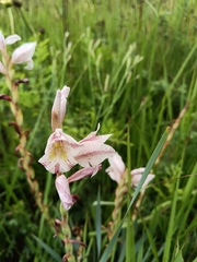 (c) Hildegard Klein, some rights reserved (CC BY) Gladiolus elliotii, photograph (c) Hildegard Klein, some rights reserved (CC BY)
