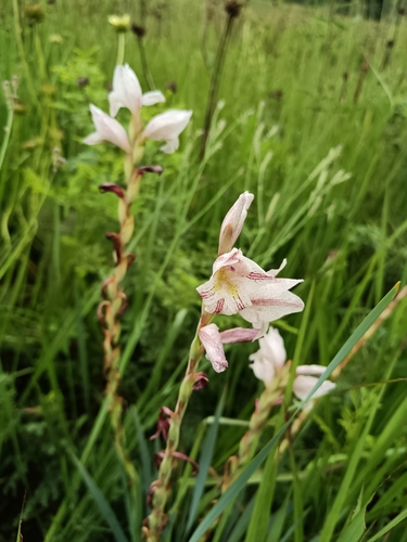 Gladiolus elliotii, photograph 4
