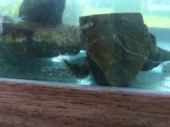 Palaemon macrodactylus