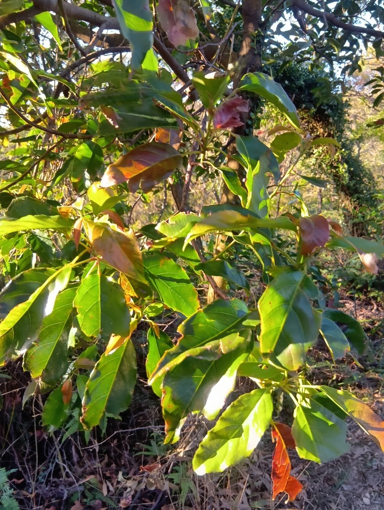 Foto de Cabeludinha