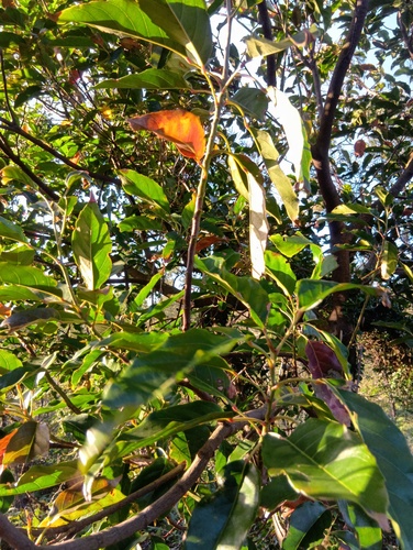 Foto de Cabeludinha