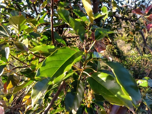 Foto de Cabeludinha