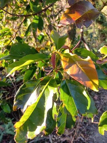 Foto de Cabeludinha