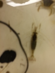 Palaemon macrodactylus