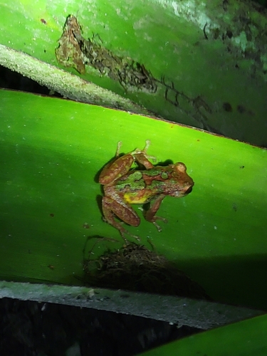Chiriboga Robber Frog, Pristimantis eremitus