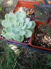 Echeveria elegans