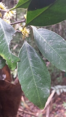 Cassipourea lanceolata