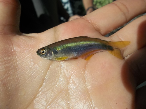 Blue tetra (Mimagoniates microlepis) — Characidae — 2