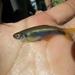 Blue Tetra - Photo (c) Diogo Luiz, some rights reserved (CC BY-SA), uploaded by Diogo Luiz