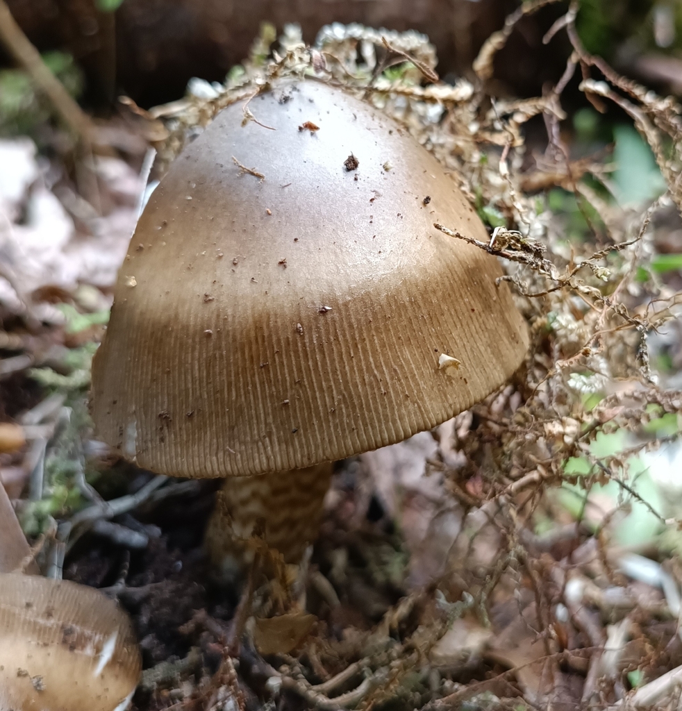 Amanita pekeoides · January 2025 · photo: © jonas75444 (iNaturalist, cc-by)