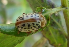 Calligrapha verrucosa