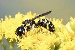 Ectemnius arcuatus