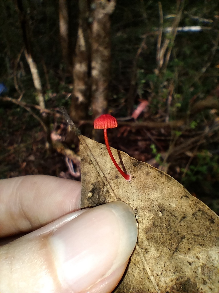 Cruentomycena viscidocruenta · January 2025 · photo: © sofiazed1 (iNaturalist, cc-by)