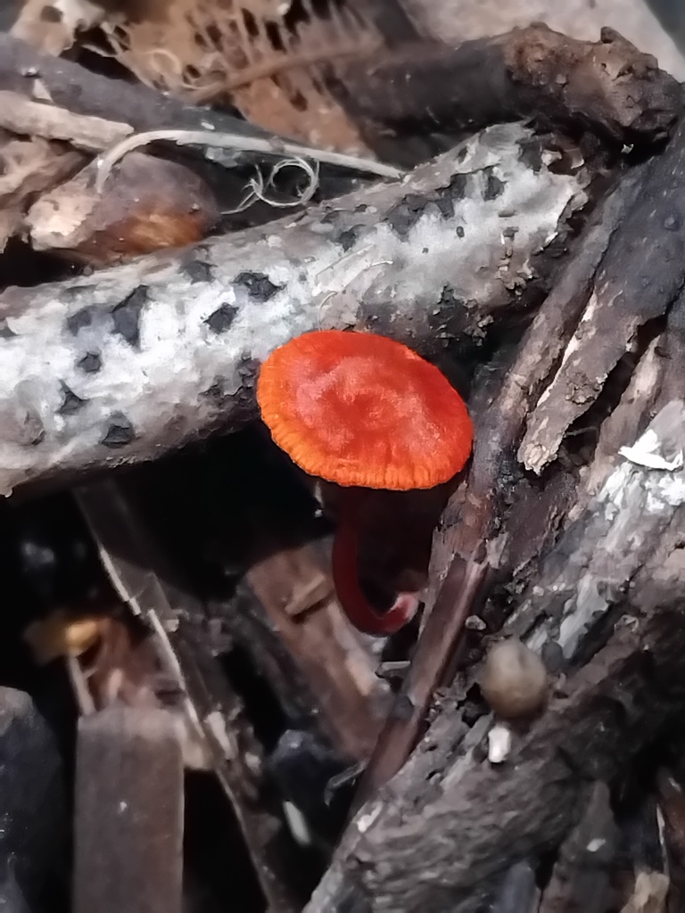 Cruentomycena viscidocruenta · January 2025 · photo: © sofiazed1 (iNaturalist, cc-by)
