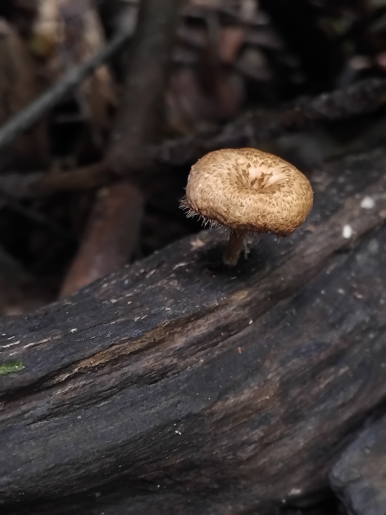 Lentinus arcularius · January 2025 · photo: © sofiazed1 (iNaturalist, cc-by)