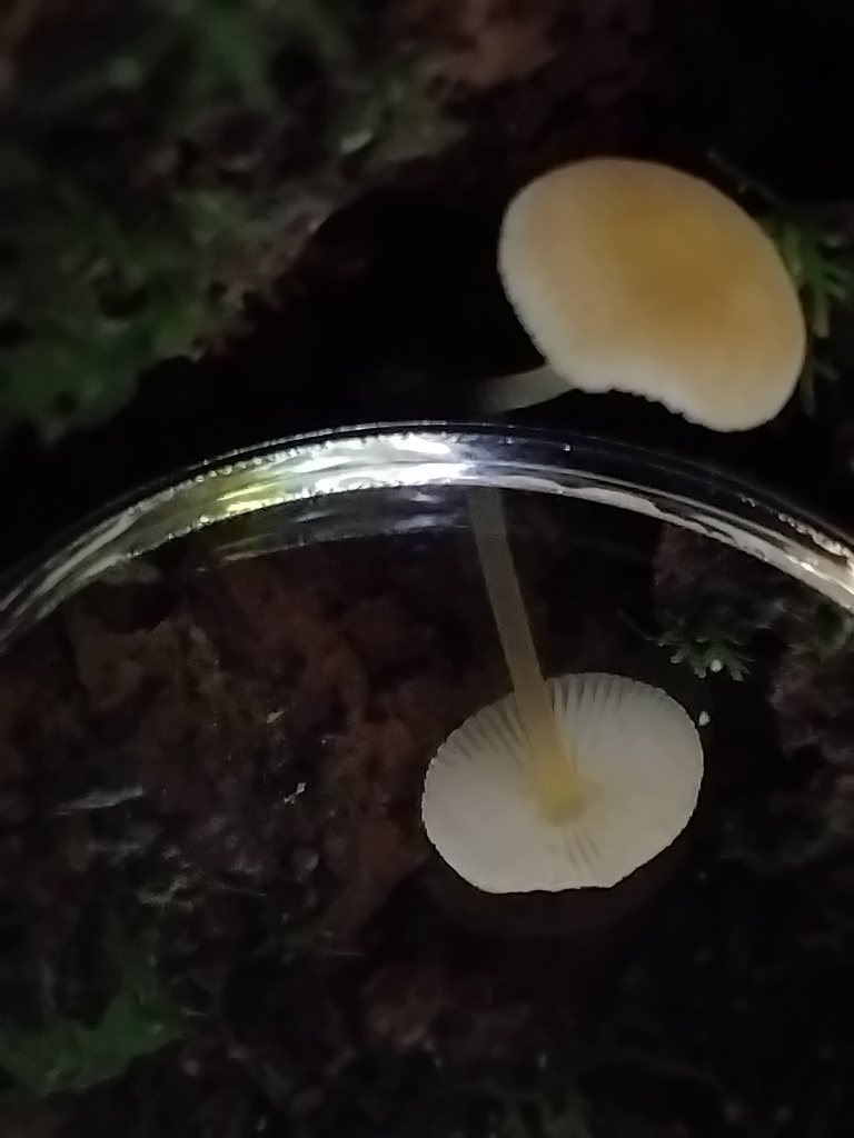 Pluteus hubregtseorum · January 2025 · photo: © sofiazed1 (iNaturalist, cc-by)