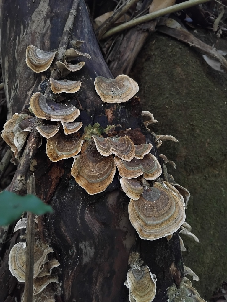 Trametes versicolor · January 2025 · photo: © sofiazed1 (iNaturalist, cc-by)