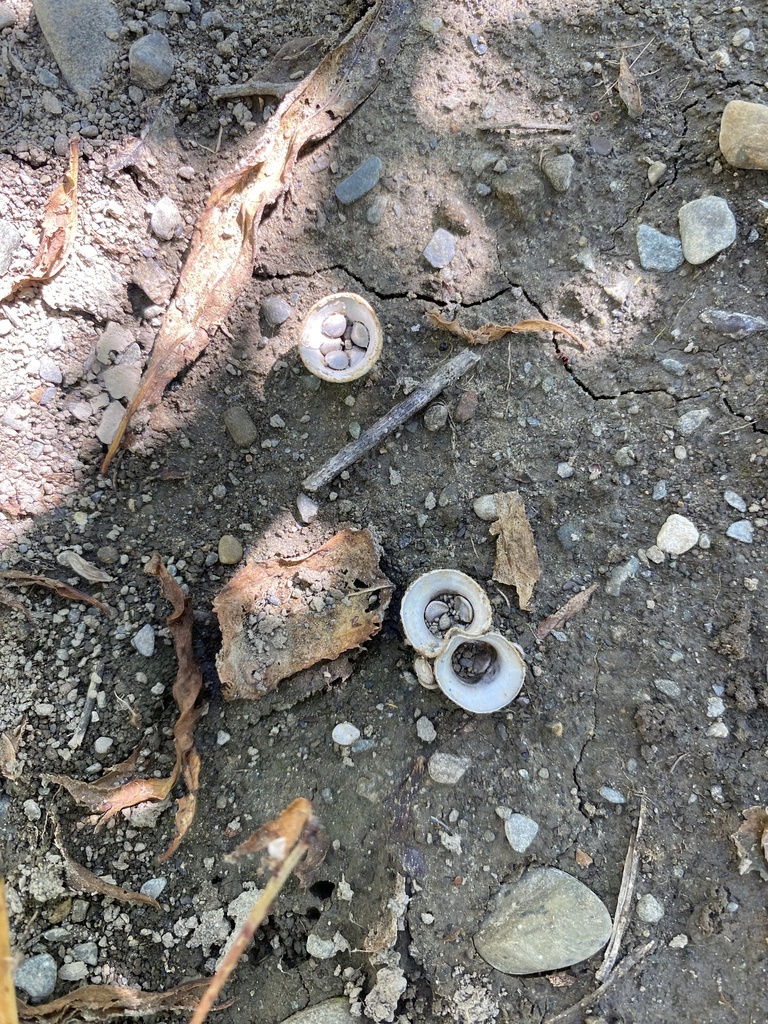Cyathus olla · January 2025 · photo: © caitlin_anderson1 (iNaturalist, cc-by)