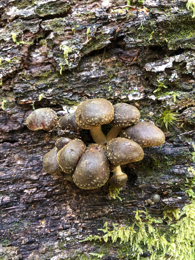 Hypholoma brunneum · January 2025 · photo: © richardlitt (iNaturalist, cc0)