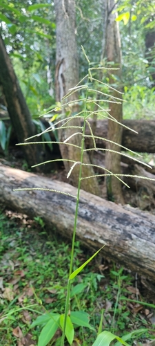 Foto de Capim-marmelada